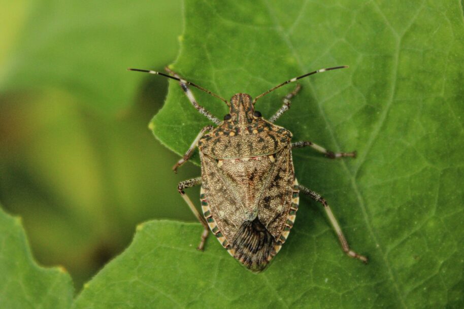 Brown marmorated stink bug (BMSB) on a green leaf. This invasive pest is subject to Australia’s seasonal measures for imported goods between September and April.